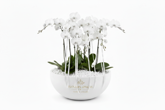 All white orchid arrangement with white pot