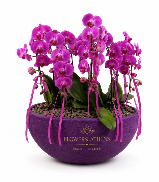 Μωβ Ορχιδέες Phalaenopsis σε Κεραμικό Μπολ | Flowers Athens